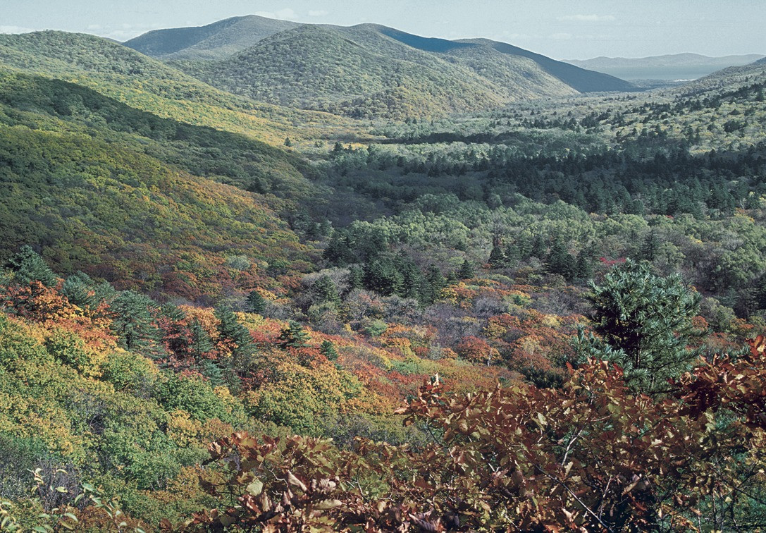 Заповедник России Кедровая Падь расположен на Дальнем Востоке – фотографии России