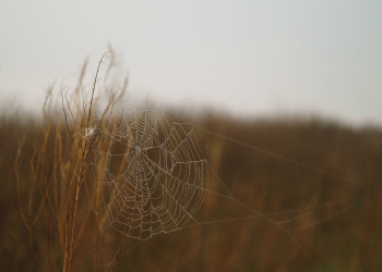 Природа Поти – фотографии Грузии