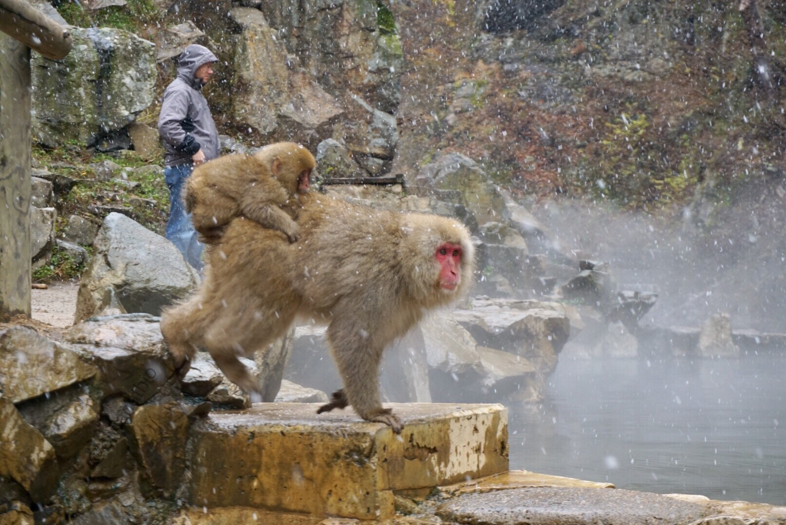 Парк обезьян Джигокудани наиболее известен своим населением японских макак – фотографии Японии