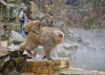 Парк обезьян Джигокудани наиболее известен своим населением японских макак – фотографии Японии