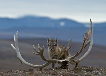 Остров Врангеля 6 – фотографии России