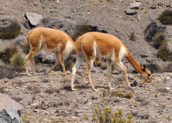 Животный мир каньона Колка (Valle del Colca) на юге Перу – фотографии Перу