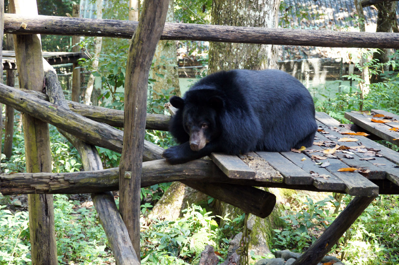 Барибал на мостике. Водопад Куанг Си. Лаос – фотографии Лаоса