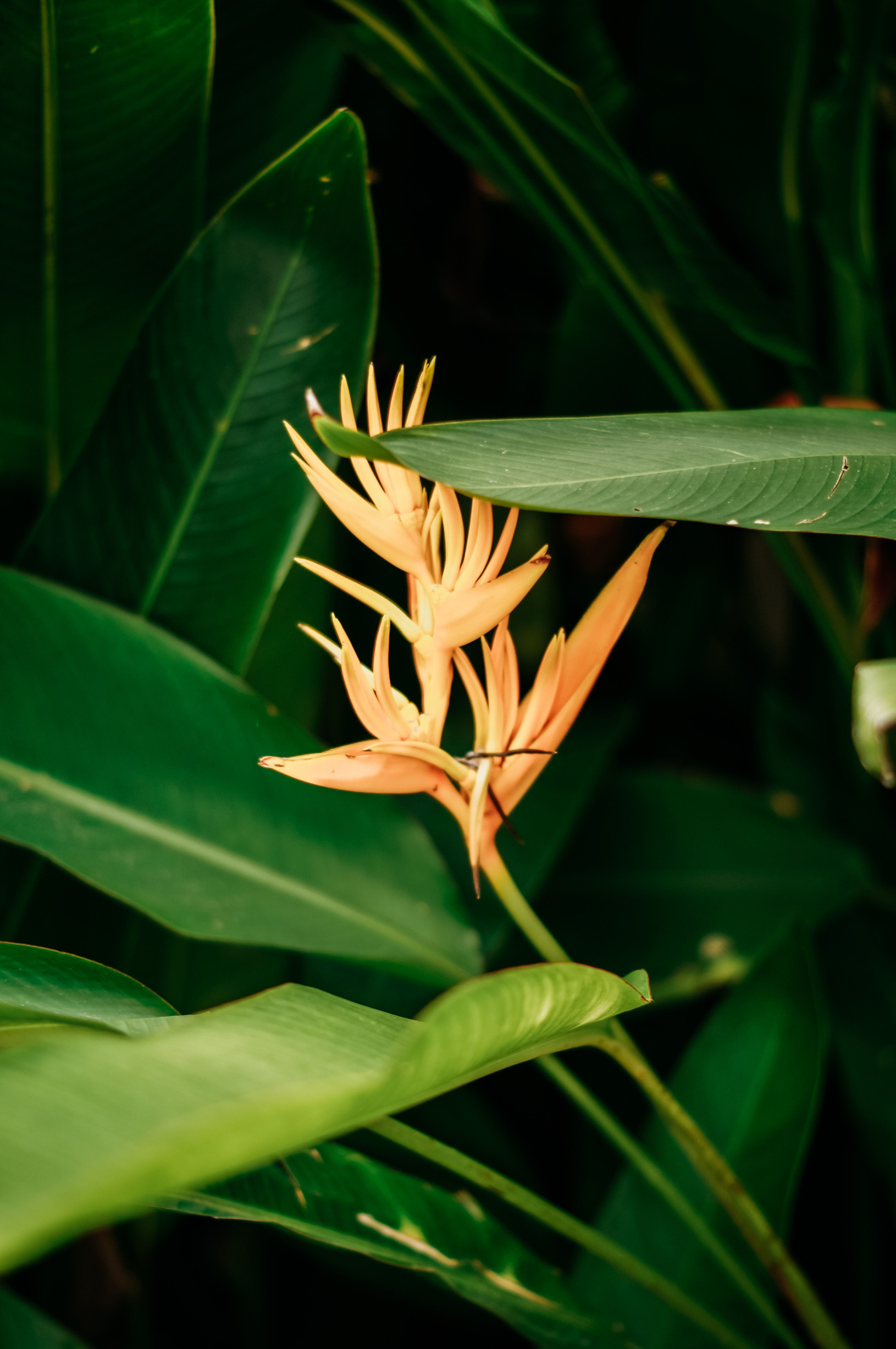 Патонг – фотографии Таиланда