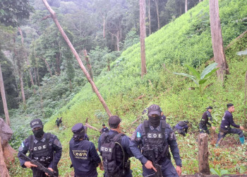 Уничтожение плантаций коки в Национальном парка Пико-Бонито в Гондурасе, фото – фотографии Гондураса