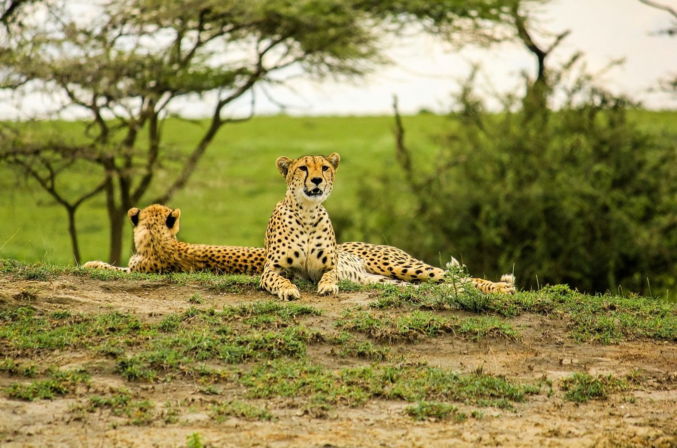 Заповедник Серенгети (Serengeti National Park) в Танзании – фотографии Танзании