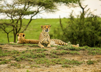 Заповедник Серенгети (Serengeti National Park) в Танзании – фотографии Танзании