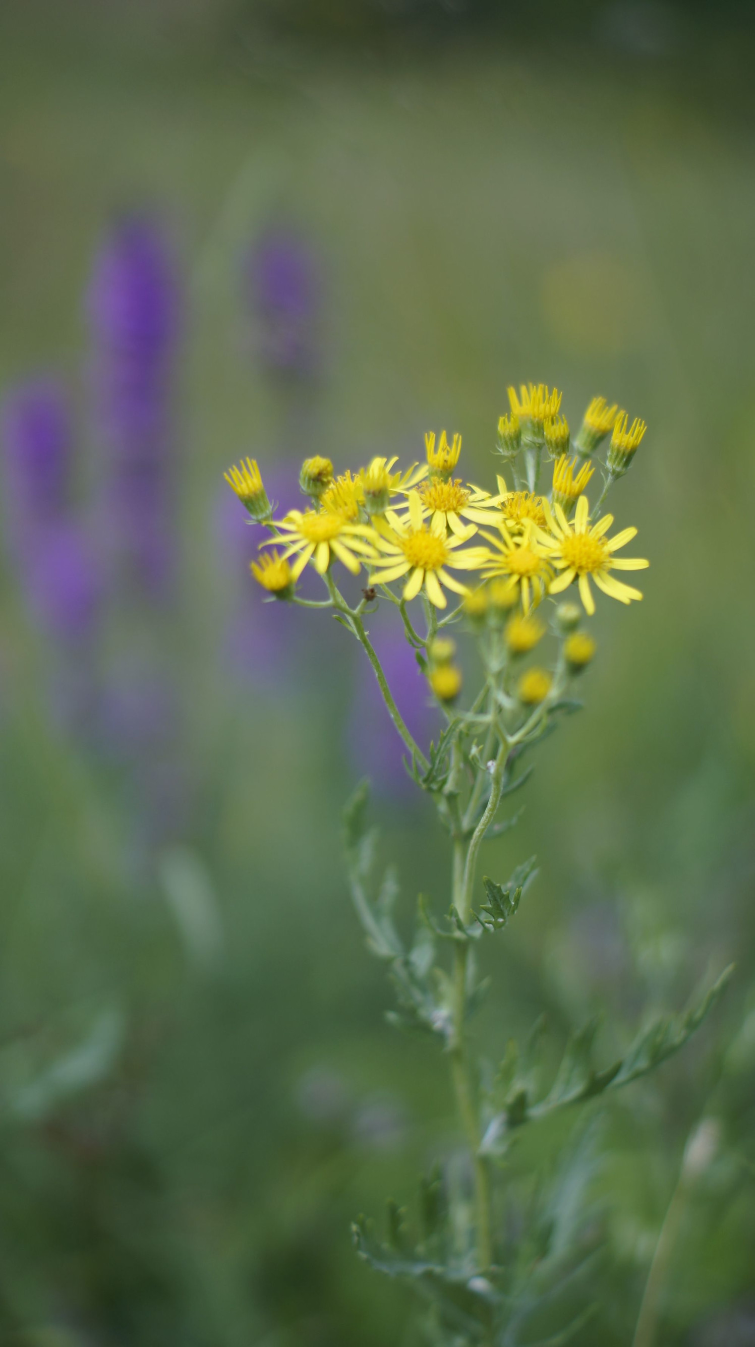 Природа Чегем – фотографии России