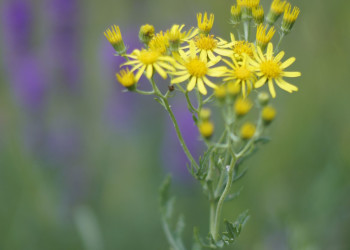 Природа Чегем – фотографии России