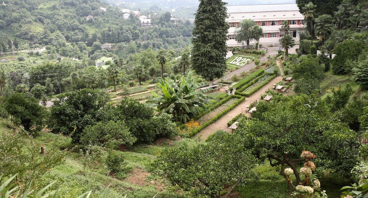 Ботанический сад Батуми – фотографии Грузии