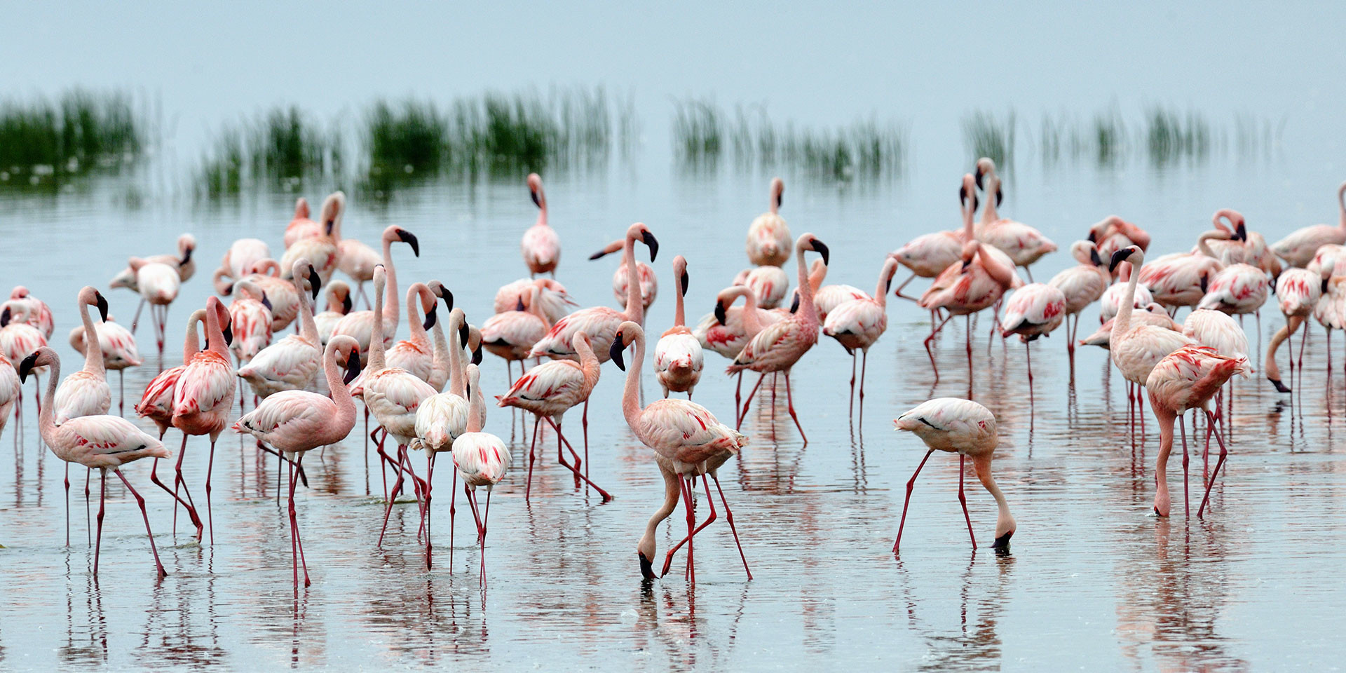 Розовый фламинго в парке «Озеро Накуру» (Lake Nakuru), Кения – фотографии Кении