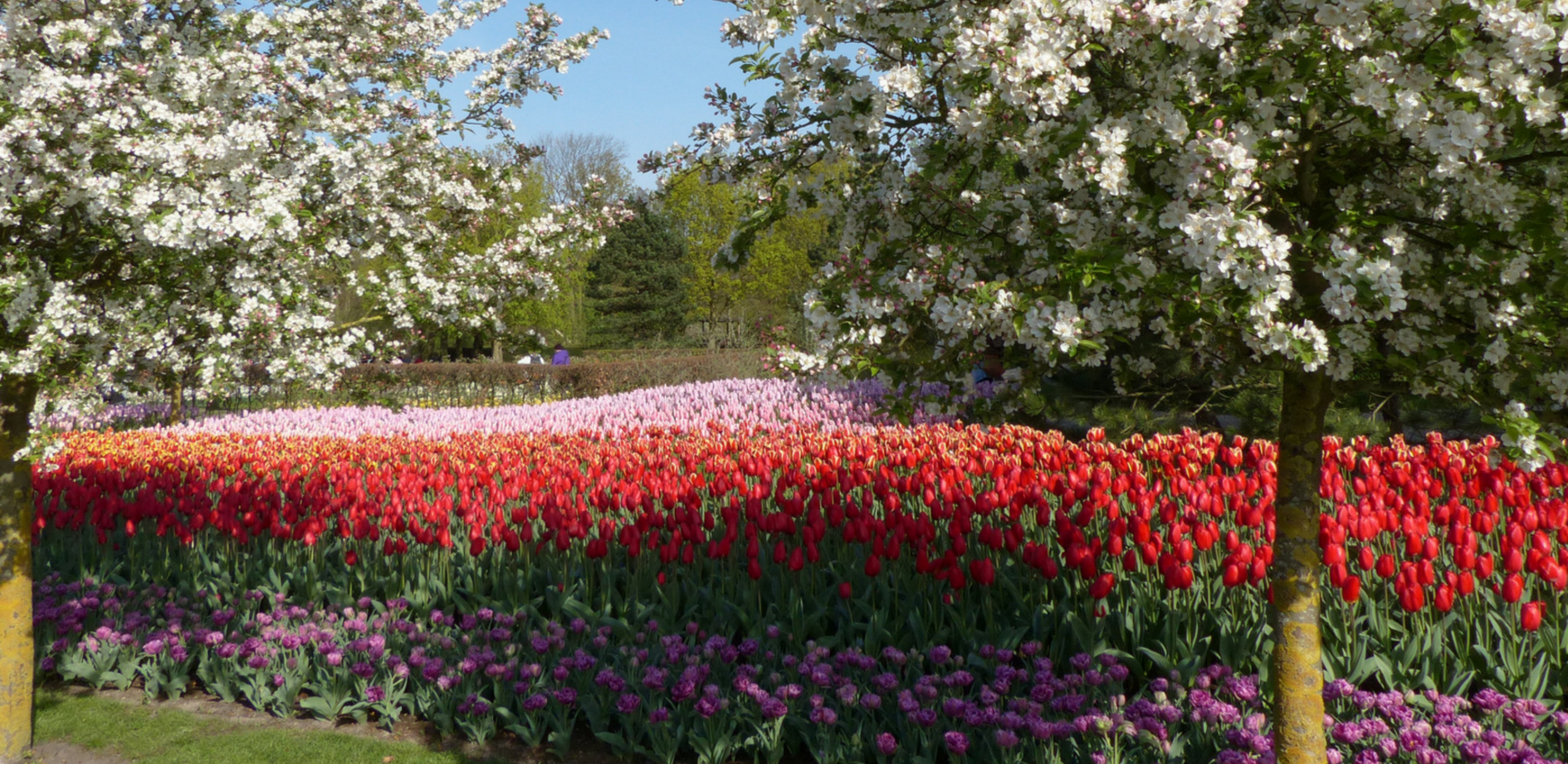 Сезон тюльпанов в Парке Кёкенхоф (Keukenhof) в Голландии – фотографии Нидерландов