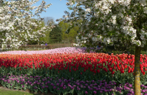 Сезон тюльпанов в Парке Кёкенхоф (Keukenhof) в Голландии – фотографии Нидерландов