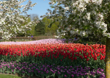 Сезон тюльпанов в Парке Кёкенхоф (Keukenhof) в Голландии – фотографии Нидерландов