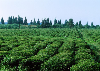 Зеленое поле. Очамчыра – фотографии Абхазии