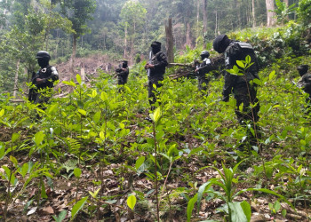 Уничтожение плантаций коки в Национальном парка Пико-Бонито в Гондурасе – фотографии Гондураса