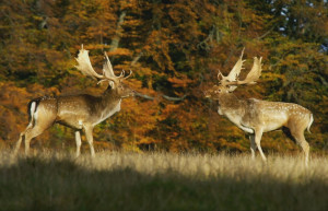 Беловежская пуща – самое известное место во всей Белоруссии – фотографии Беларуси