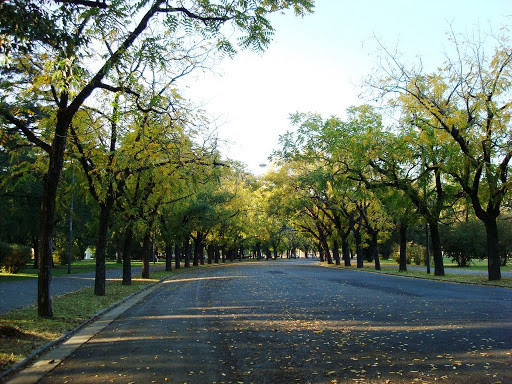 Осеняя аллея. Росарио. Аргентина. – фотографии Аргентины