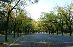 Осеняя аллея. Росарио. Аргентина. – фотографии Аргентины