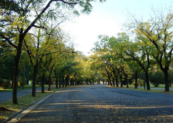 Осеняя аллея. Росарио. Аргентина. – фотографии Аргентины