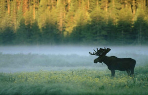 Иностранцам разрешено находиться до 3-х суток без открытия виз в Парке Беловежская пуща – фотографии Беларуси