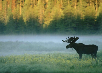 Иностранцам разрешено находиться до 3-х суток без открытия виз в Парке Беловежская пуща – фотографии Беларуси