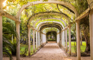 Ботанический сад Рио-де-Жане был определён в качестве биосферного заповедника ЮНЕСКО в 1992 году – фотографии Бразилии