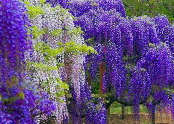 Великолепный Сад Кавачи Фудзи (Kawachi Fuji Garden), Япония – фотографии Японии