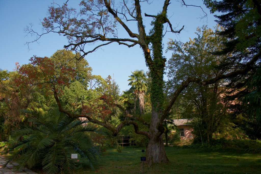 Сухумский Ботанический Сад – фотографии Абхазии