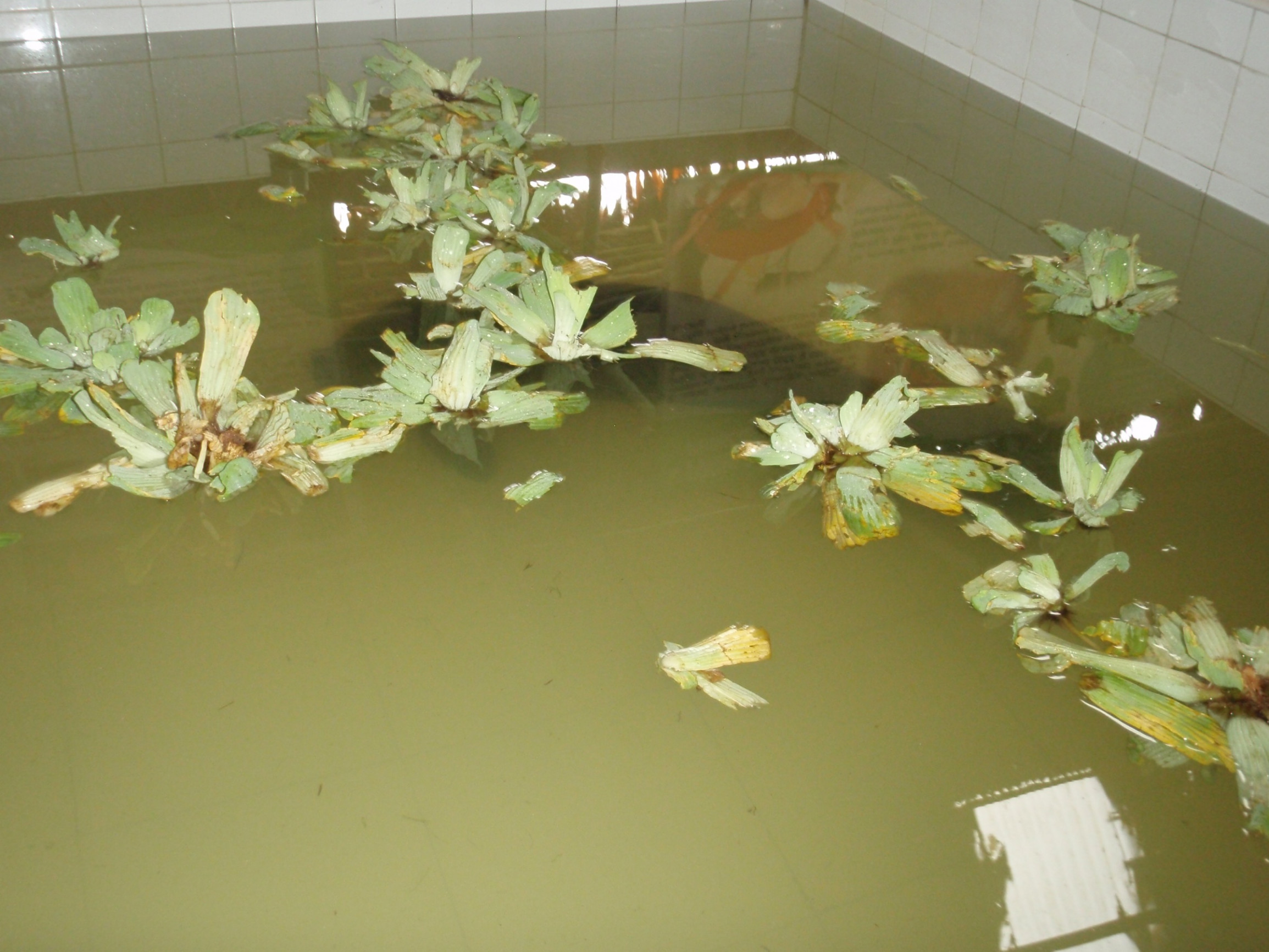 Центр спасения амазонских ламантинов в Икитосе – фотографии Перу