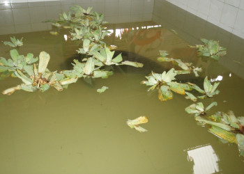 Центр спасения амазонских ламантинов в Икитосе – фотографии Перу