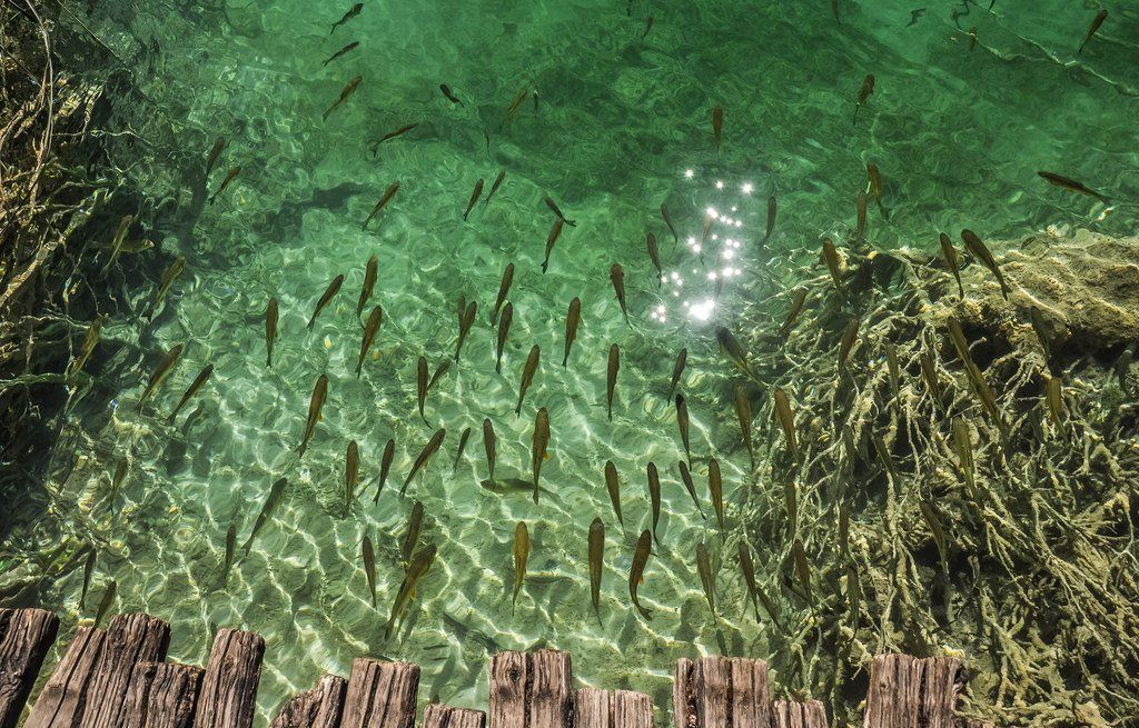 Национальный парк Плитвицкие озера 12 – фотографии Хорватии