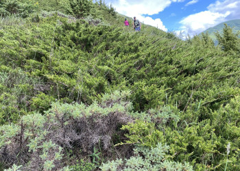 Колючки и хвойные кусты возле Зарамагского водохранилища – фотографии России