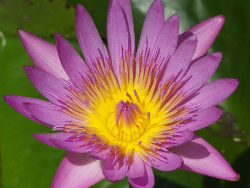 Цветы в ботаническом саду Памплемус. Маврикий – фотографии Маврикия