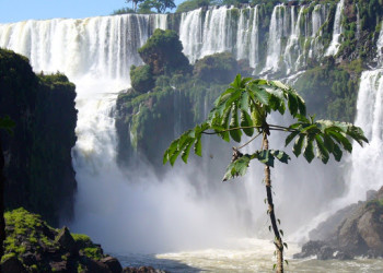 Дерево и водопад. Игуасу национальный парк. Аргентина.  – фотографии Аргентины