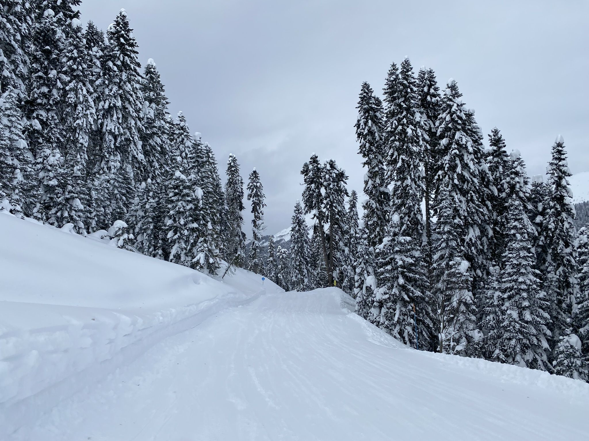 Роза Хутор Южный склон, синяя трасса Календула – фотографии России