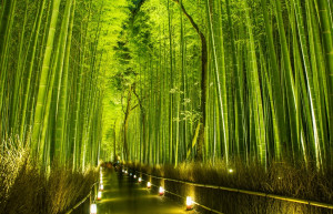 Бамбуковый лес Киото – фотографии Японии