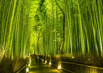 Бамбуковый лес Киото – фотографии Японии