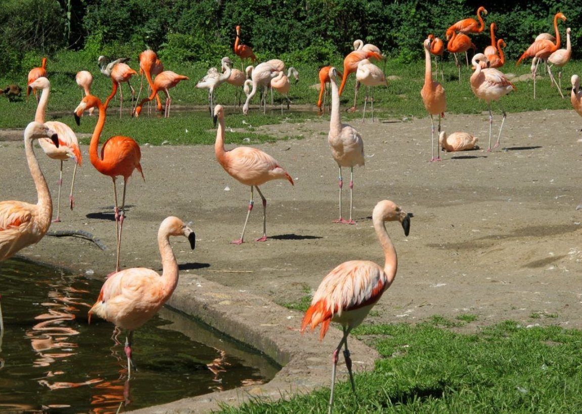 Пражский зоопарк – фотографии Чехии