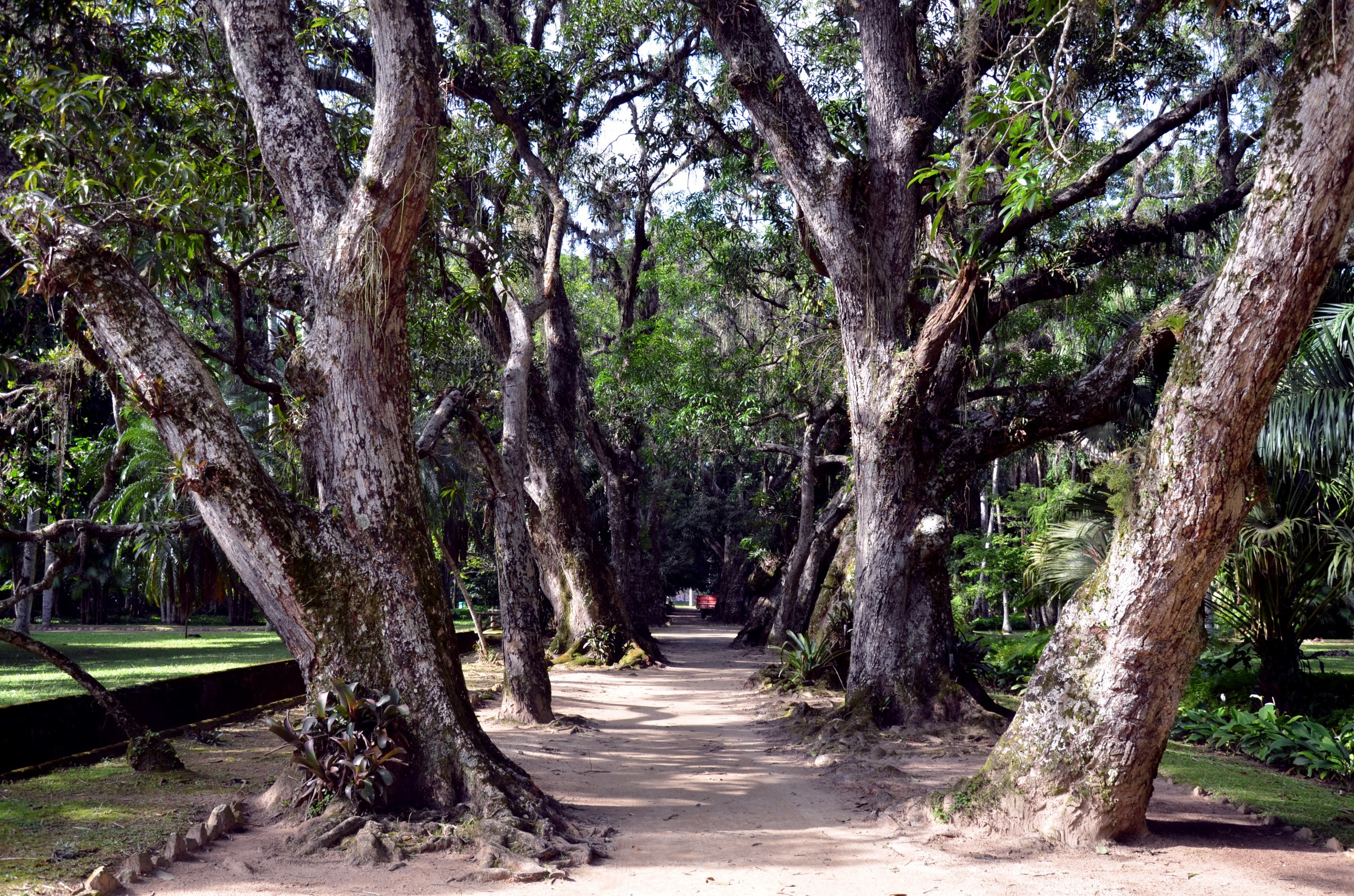 Устрашающие деревья в Ботаническом саду Рио – фотографии Бразилии