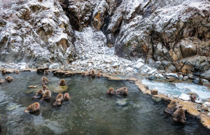 Обезьян в Парк обезьян Джигокудани кормят по утрам, купают в горячих источниках и отправляют спать – фотографии Японии