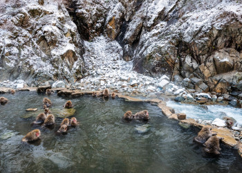 Обезьян в Парк обезьян Джигокудани кормят по утрам, купают в горячих источниках и отправляют спать – фотографии Японии