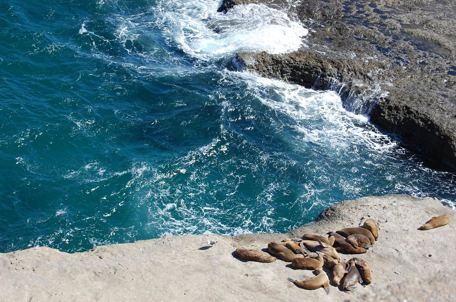 Волны и морские котики. Полуостров Вальдес. Аргентина – фотографии Аргентины
