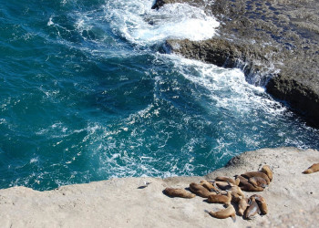 Волны и морские котики. Полуостров Вальдес. Аргентина – фотографии Аргентины