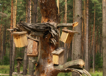 Музей Лесное Эхо в городе Друскининкай (Литва) – фотографии Литвы