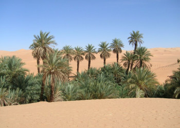 Оазис Убари 9 – фотографии