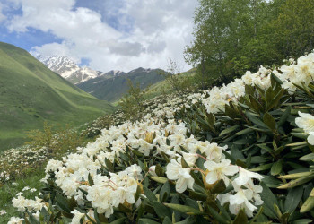 Цветение рододендронов в ущелье Цмиаком, июнь 2022 – фотографии России