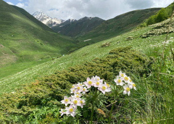 Цветение рододендронов в ущелье Цмиаком – фотографии России