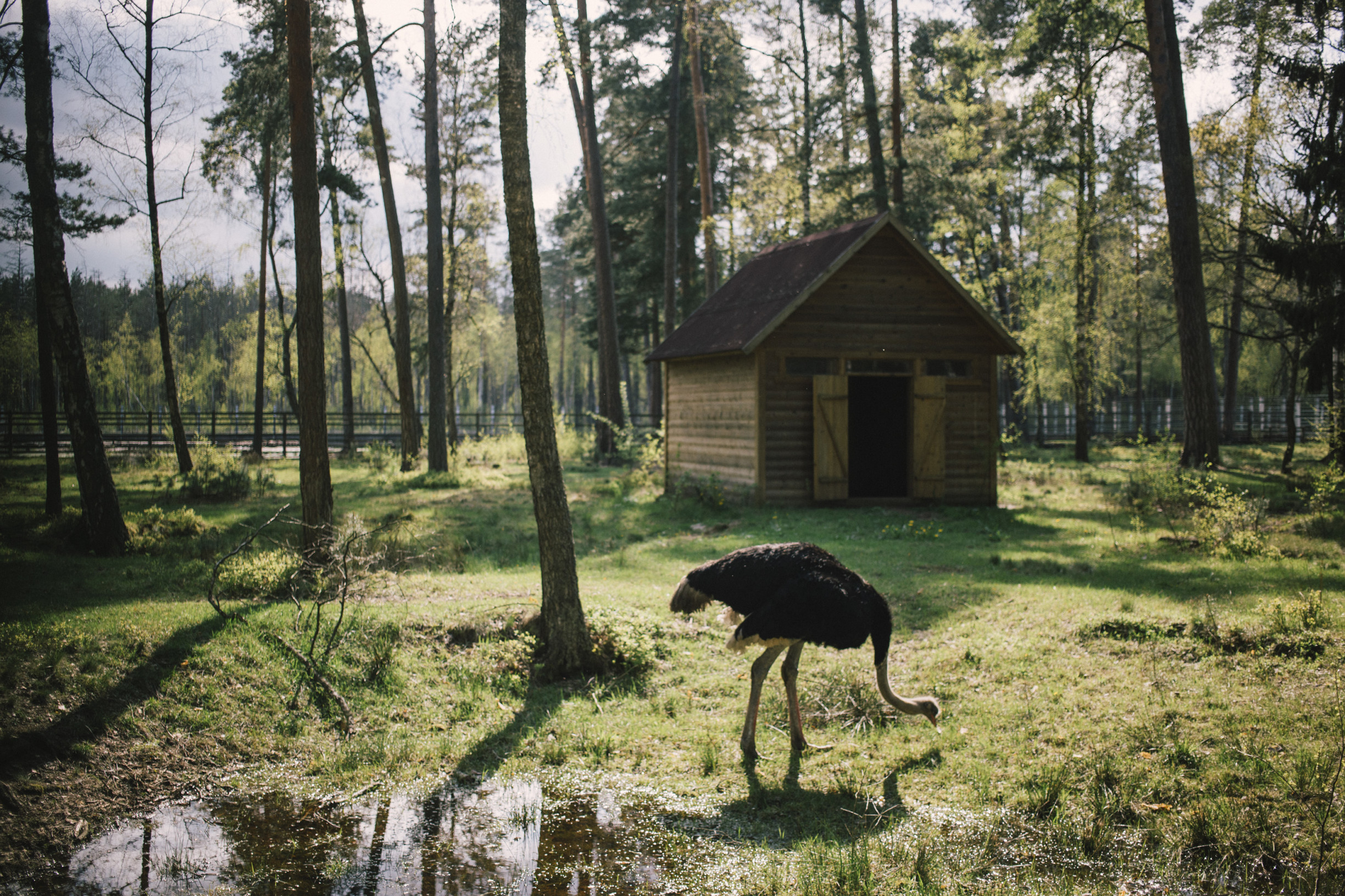 Парк Беловежская пуща – фотографии Беларуси
