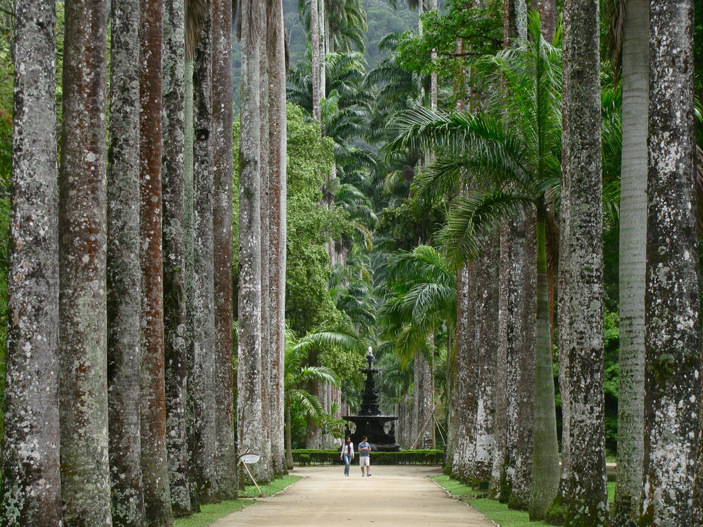 Аллея пальм в Ботаническом саду – фотографии Бразилии
